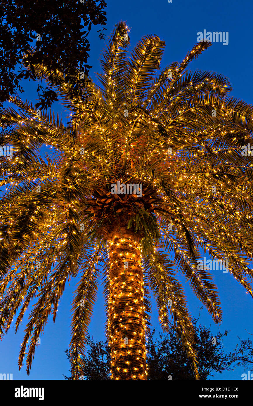 Palm tree covered in fairy lights for Christmas in historic Marion