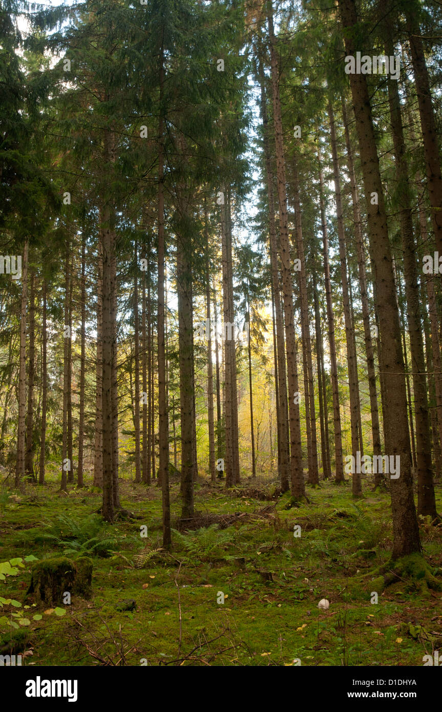 grove of trees Stock Photo