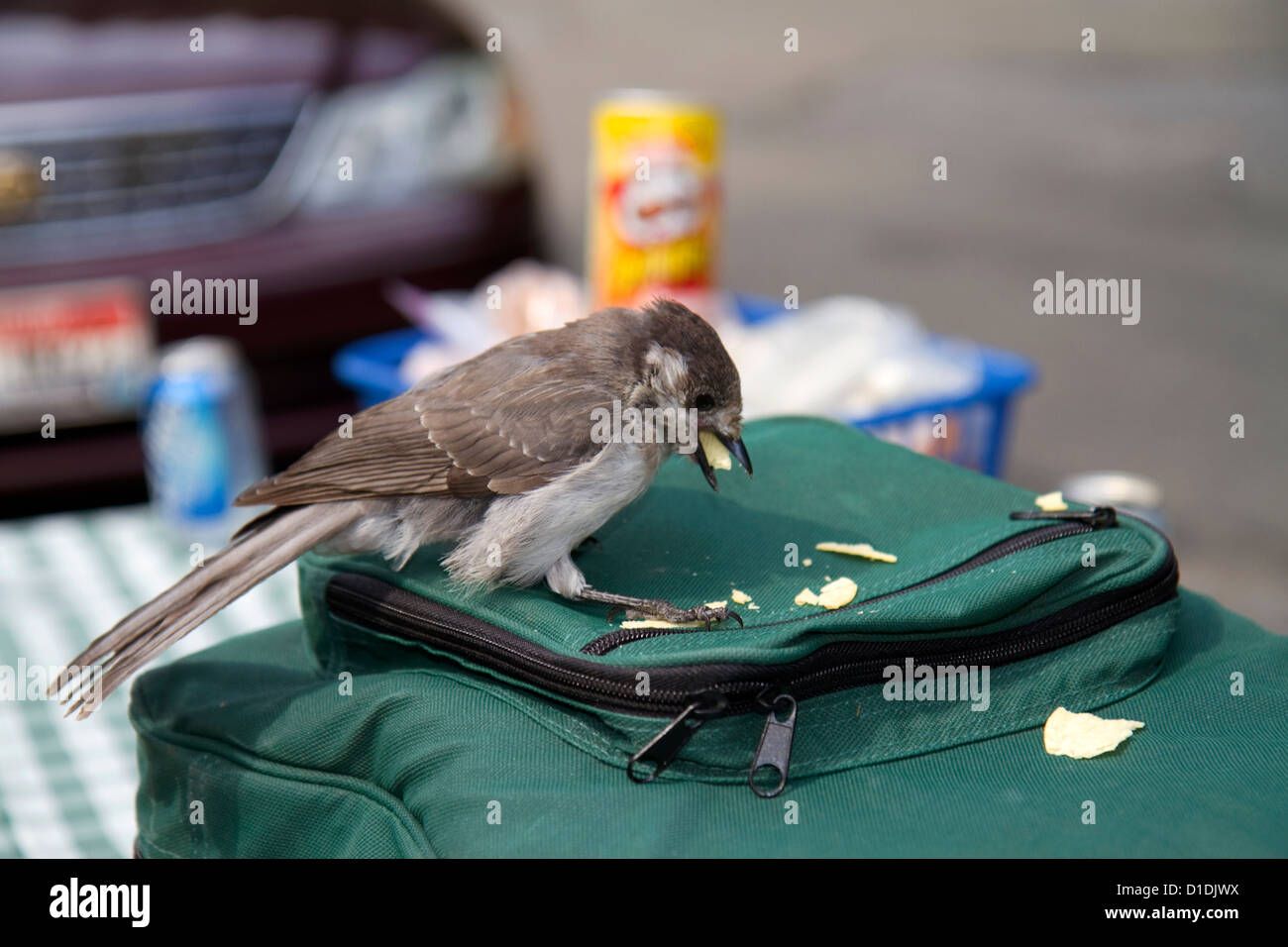 Jay pierce hires stock photography and images Alamy