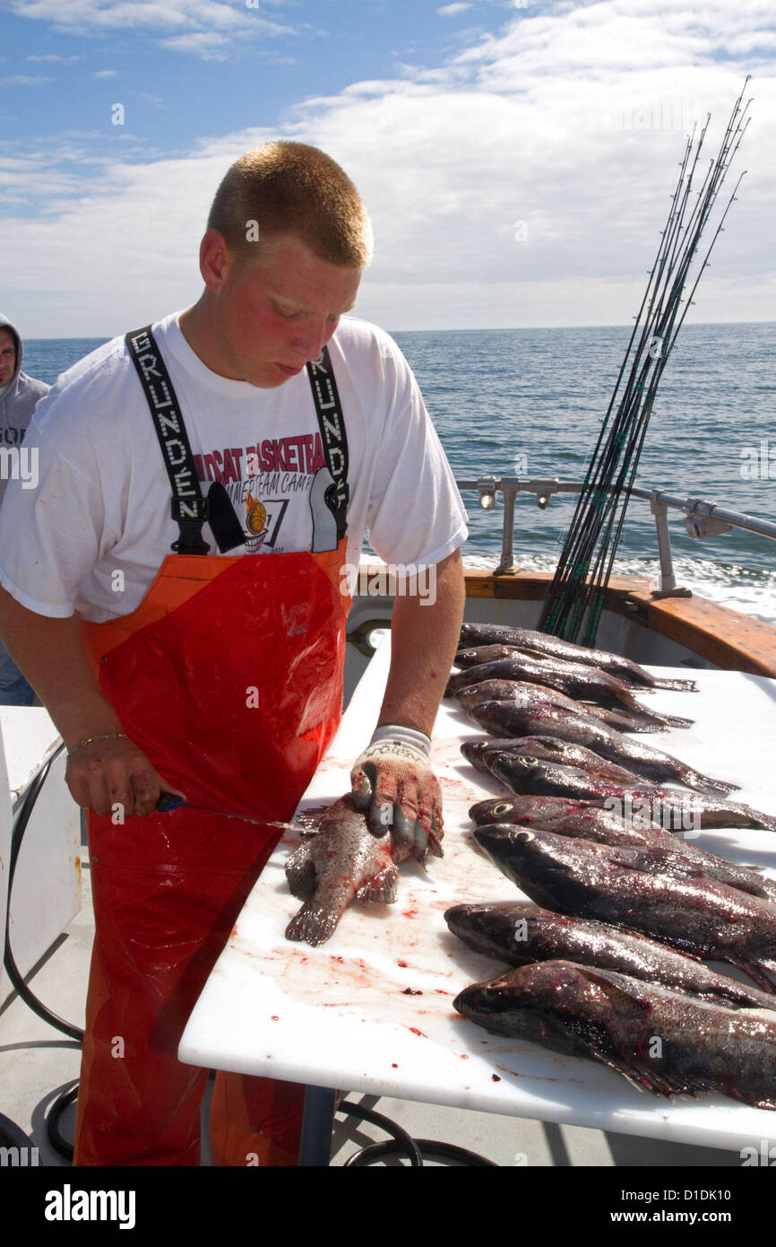 Deckhand cleaning fish on a charter fishing boat in the Pacific Ocean off the coast of Westport, Washington, USA. Stock Photo