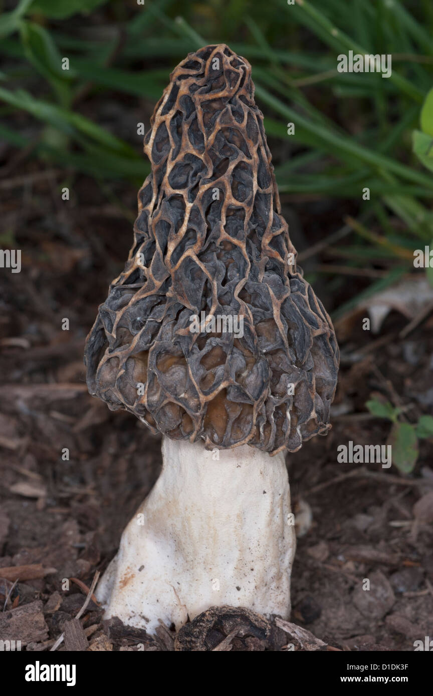 edible morel fungus mushroom Stock Photo Alamy