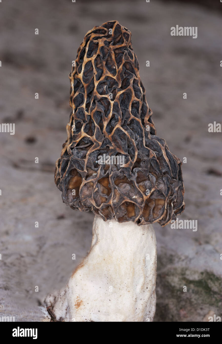 edible morel fungus mushroom Stock Photo Alamy