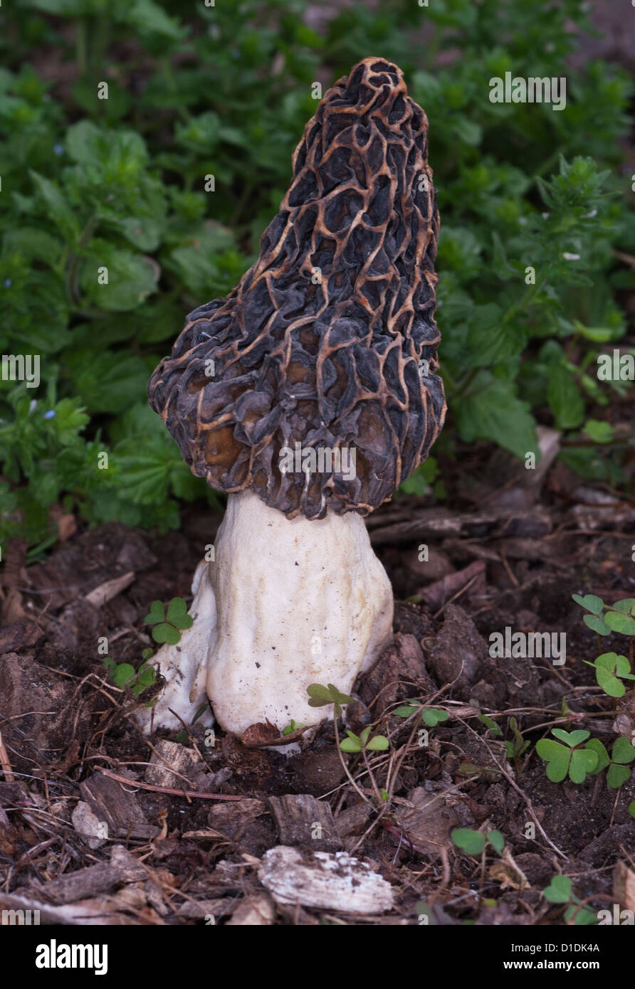 edible morel fungus mushroom Stock Photo Alamy