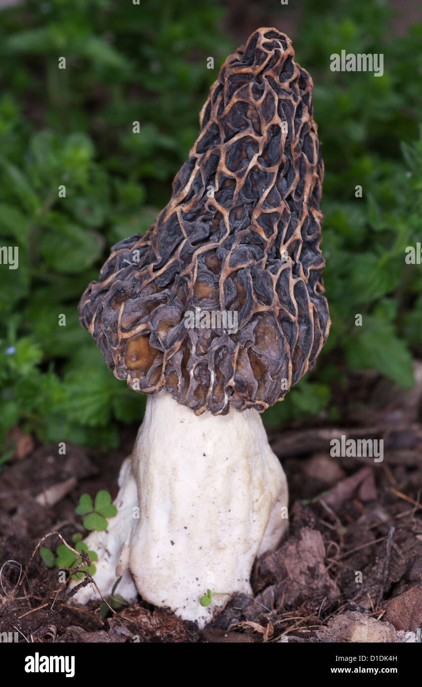edible morel fungus mushroom Stock Photo Alamy
