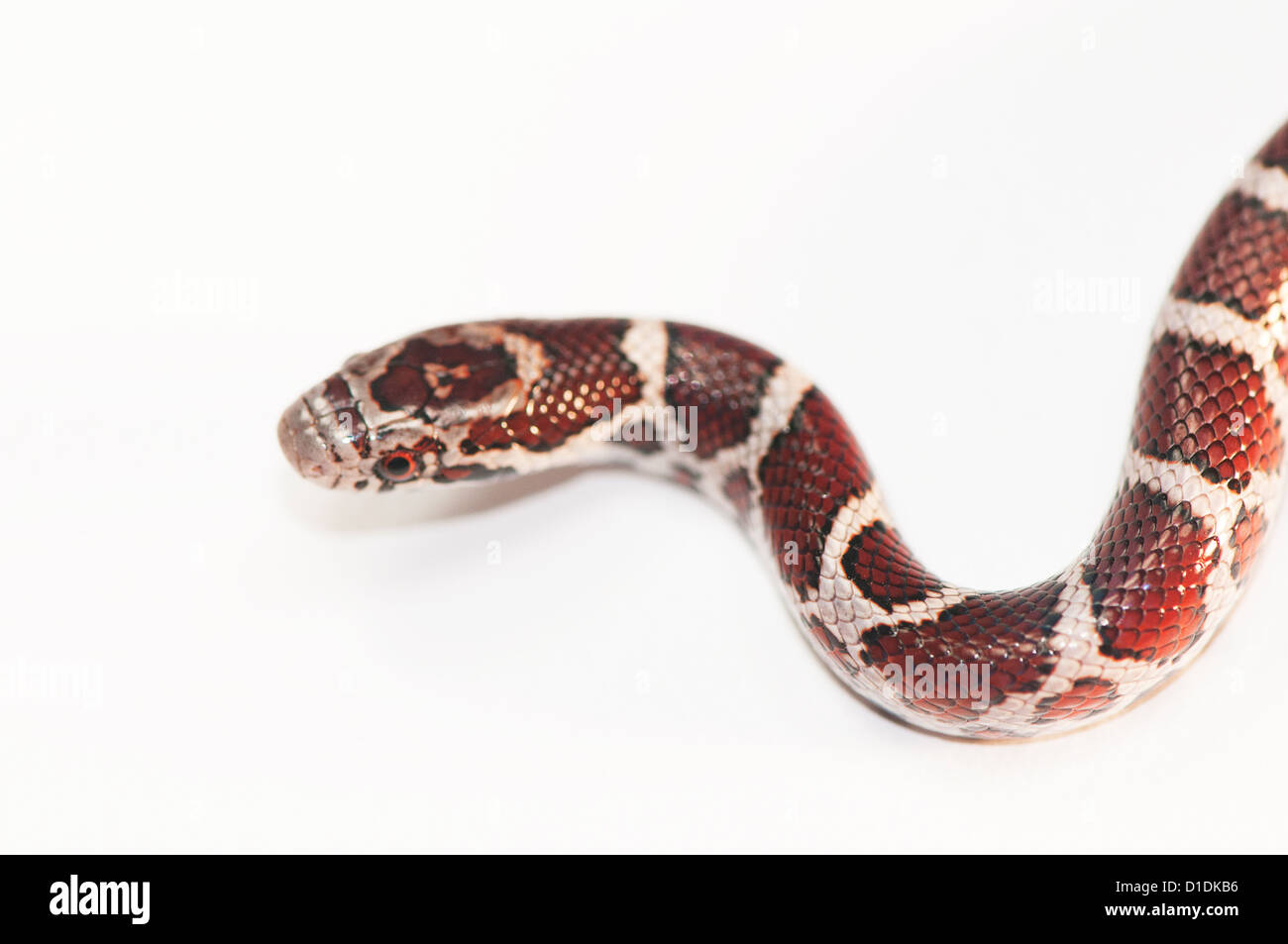 Milk snake, Lampropeltis triangulum Stock Photo