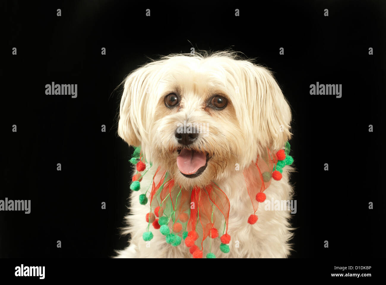 maltese mixed with schnauzer