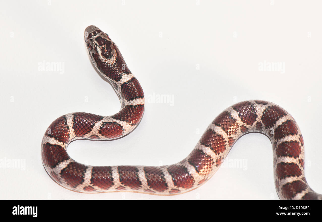 Milk snake, Lampropeltis triangulum Stock Photo