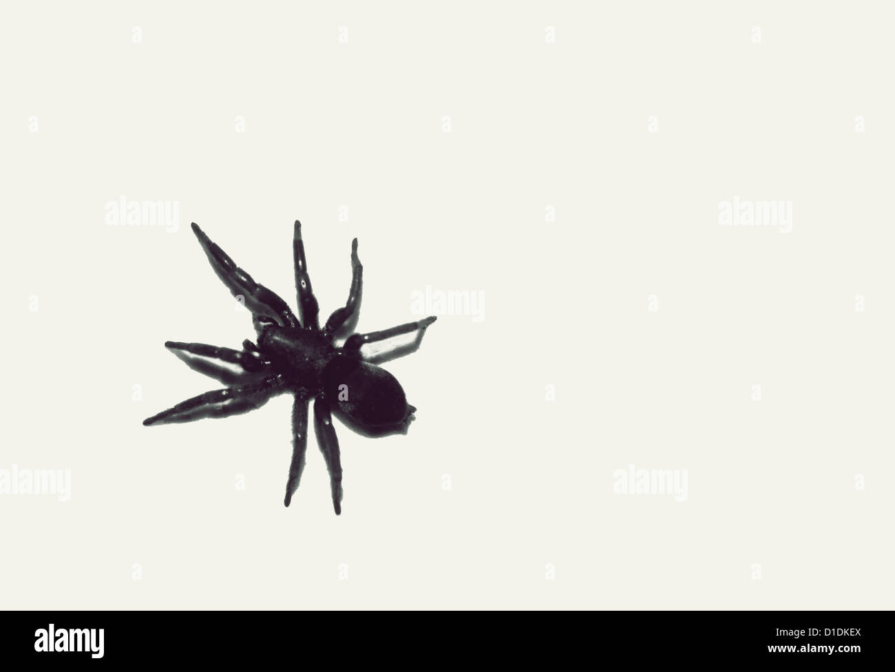 Big black spider Stock Photo