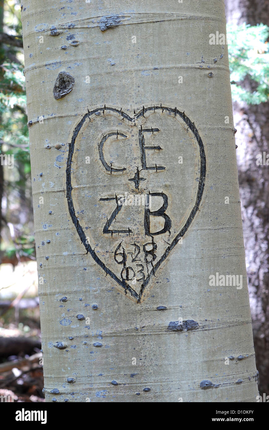 Graffiti carved into aspen tree trunk in Northern Arizona. Stock Photo