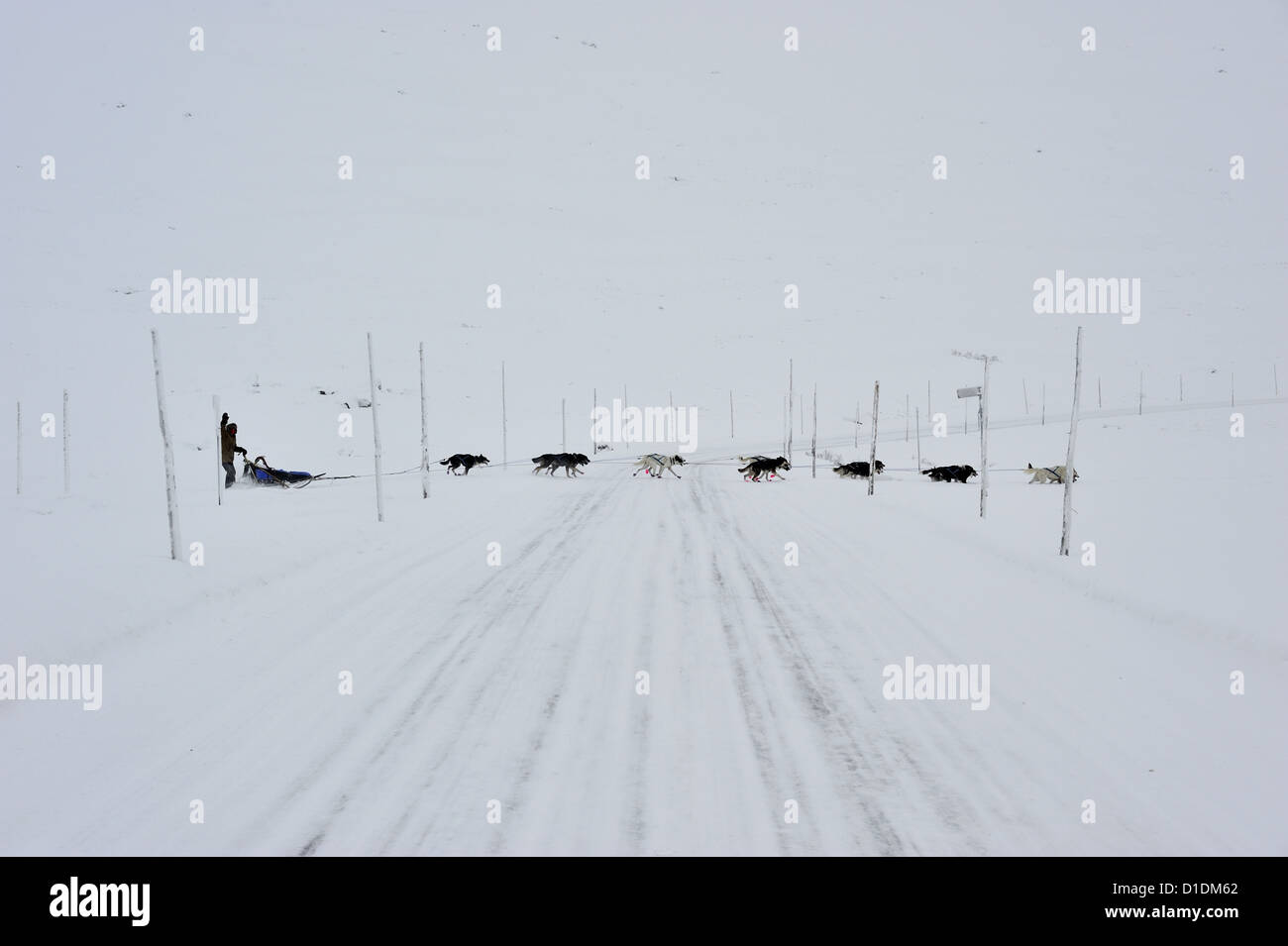 Dog Sled Team Crossing a Road in Hardangervidda National park; Norway Stock Photo