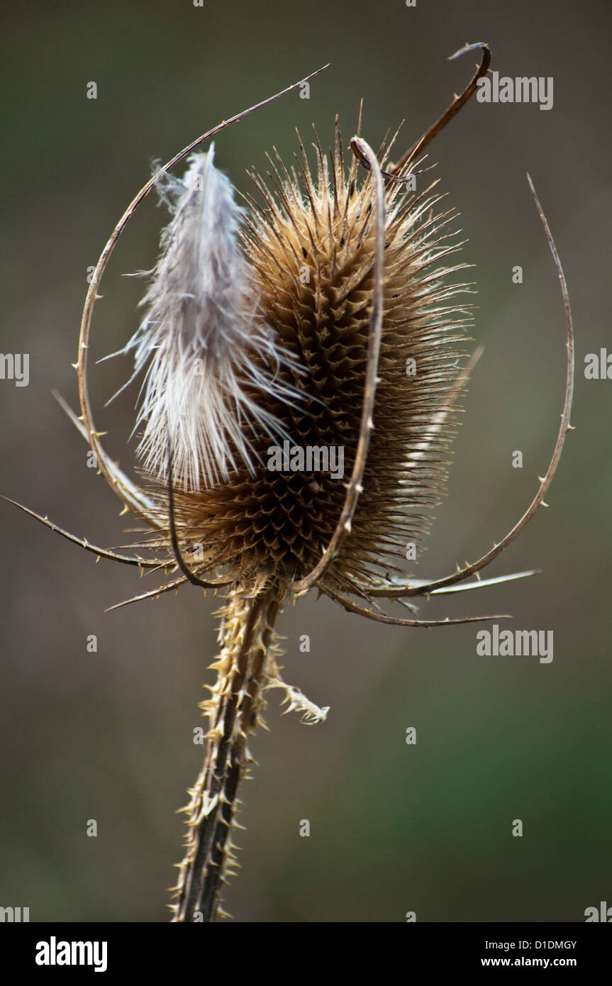 seed head Teasel Dipsacus Stock Photo