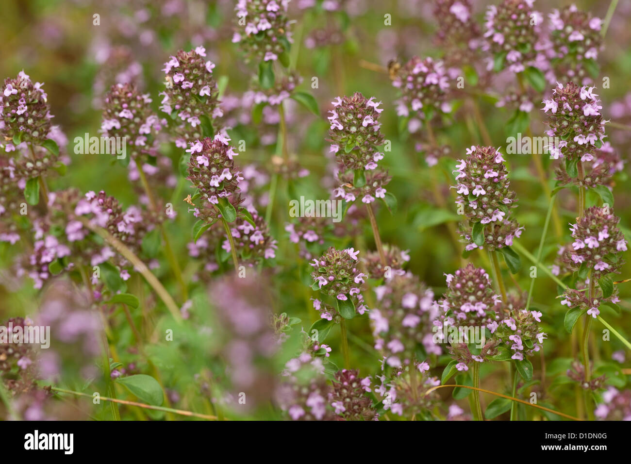 purple little thyme (Thymus pulegioides) as background Stock Photo