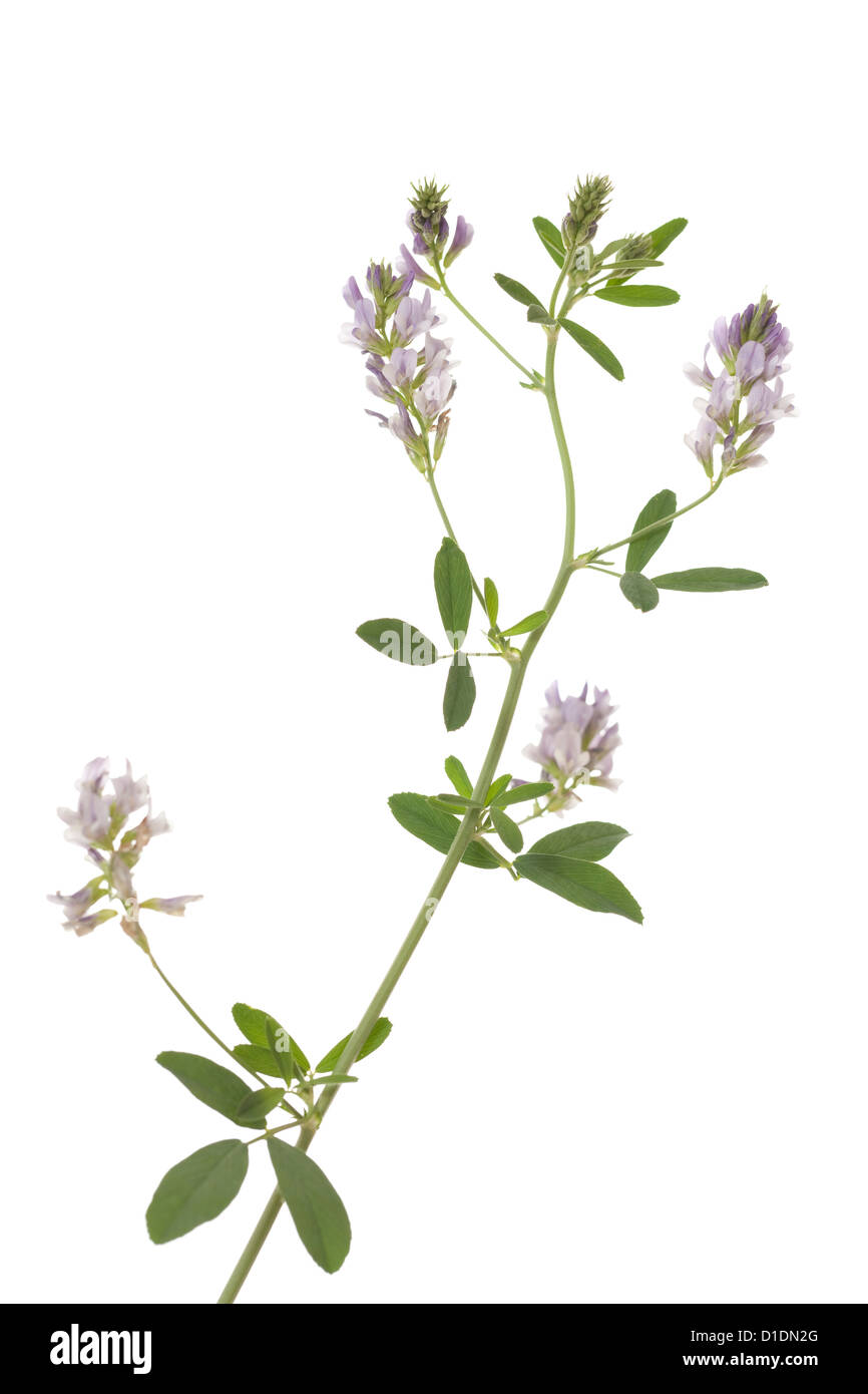 flower lucerne (Medicago sativa) on white background Stock Photo