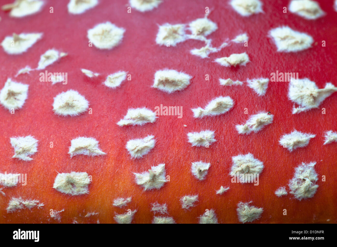 Fly Agaric [Amanita muscaria] close-up of spots on cap. West Sussex, UK. October. Stock Photo