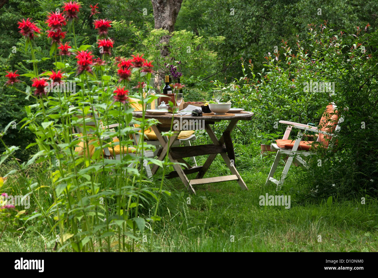 Lunch in a private garden , Monarda Cambridge Scarlet Stock Photo