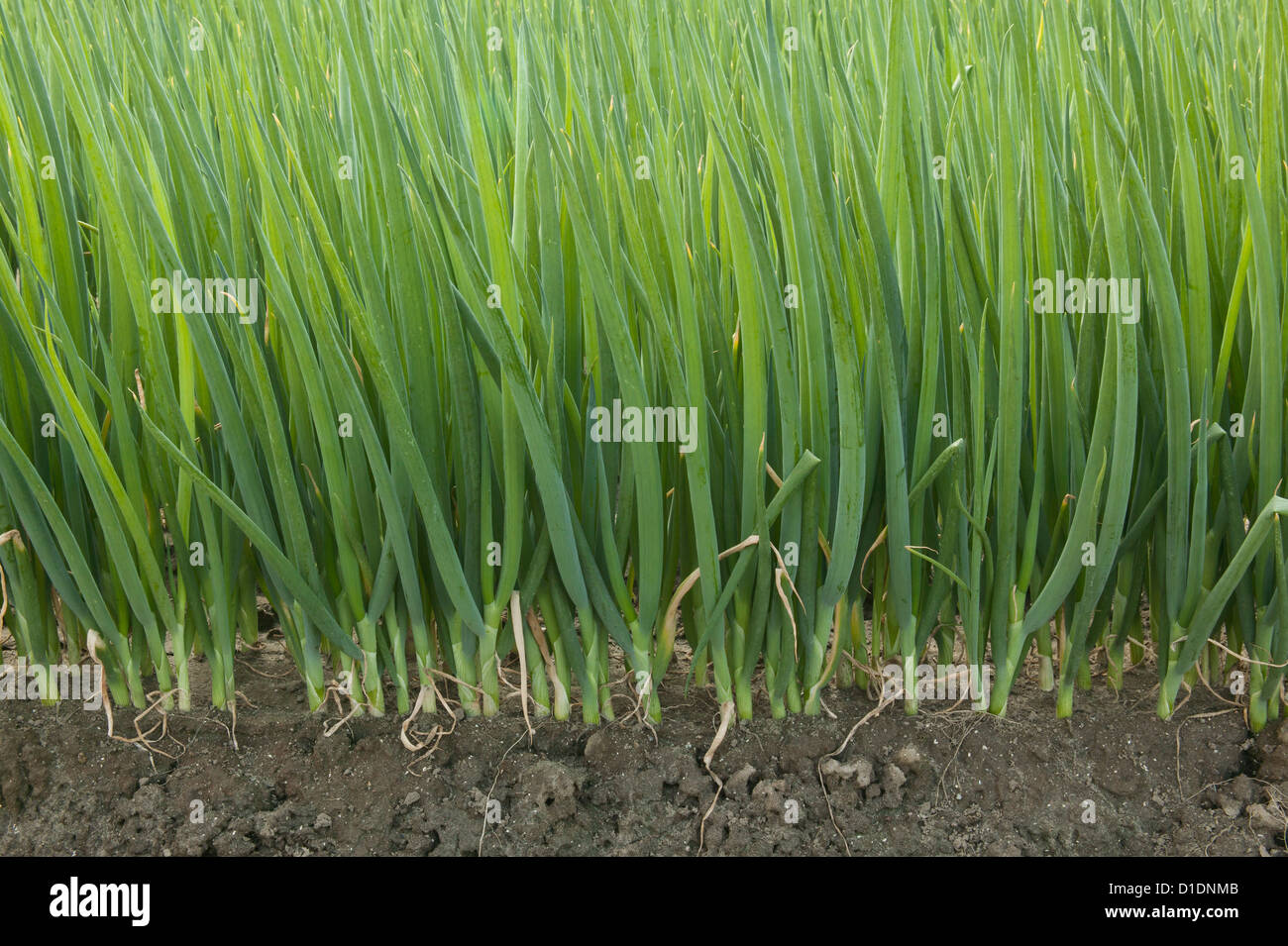 Green onions field, California Stock Photo Alamy