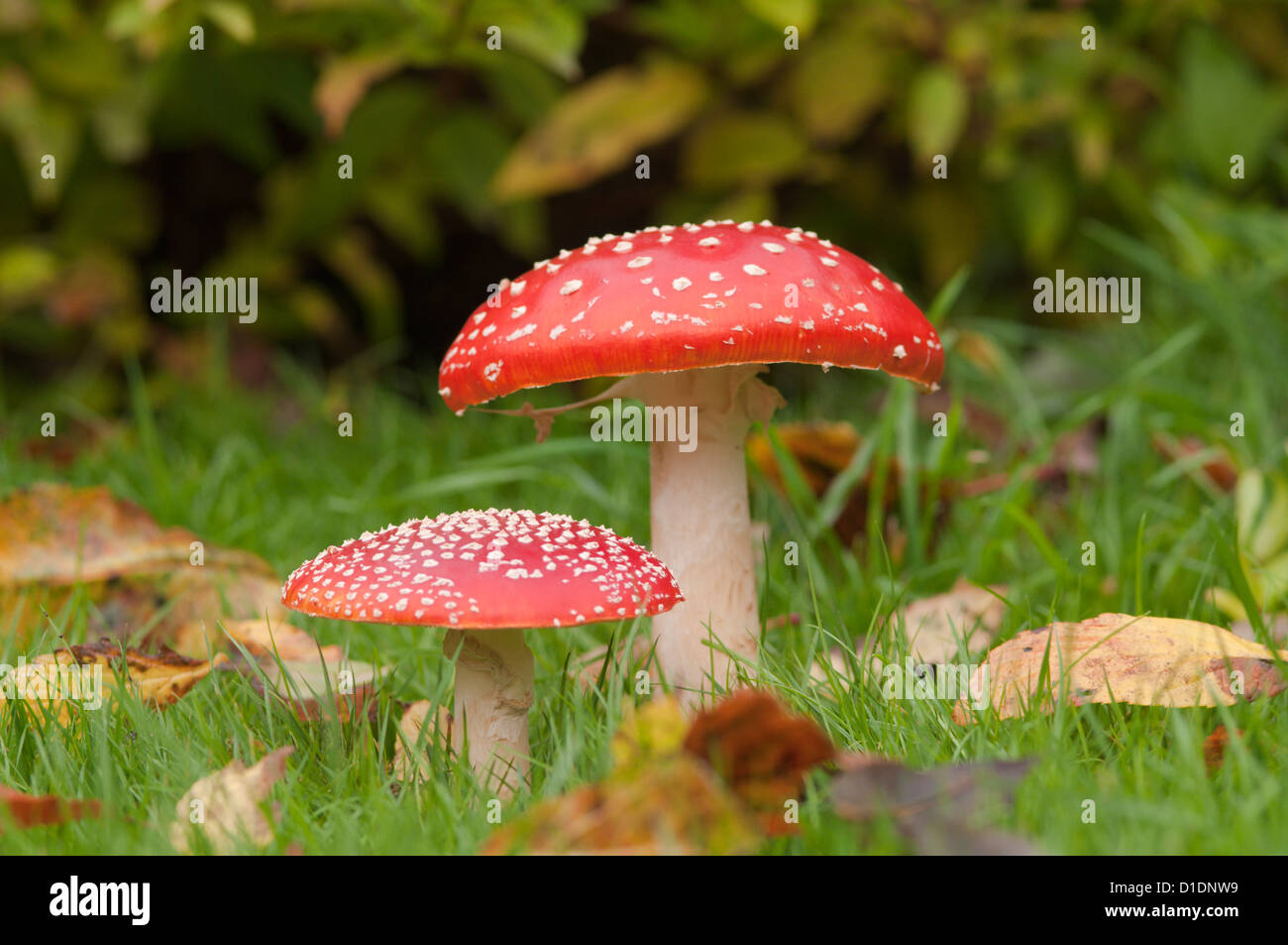 Fly Agaric [Amanita muscaria] West Sussex, UK. October. Stock Photo