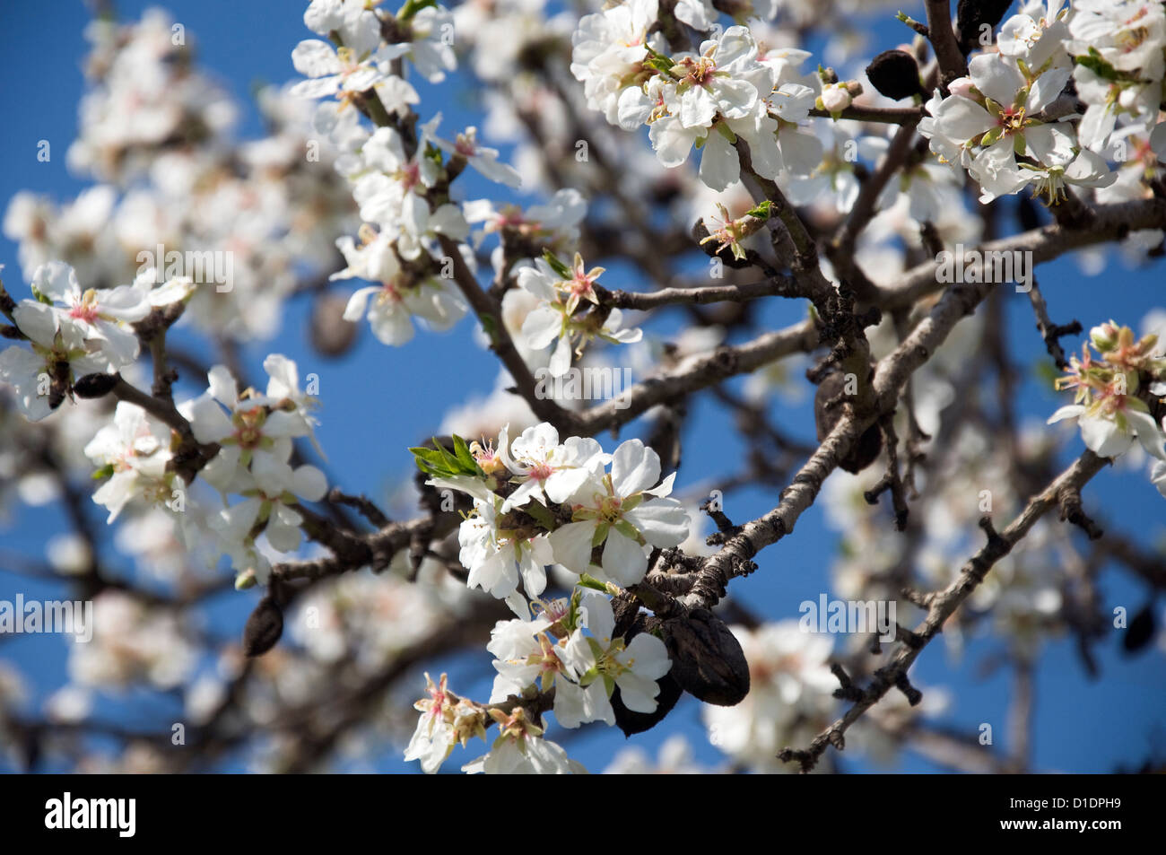 Almond blossoms (Prunus dulcis) against blue sky Stock Photo
