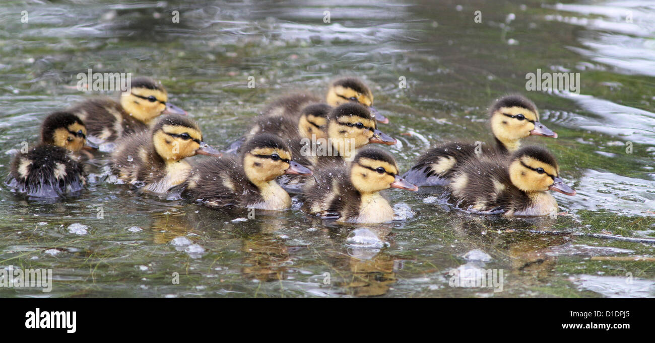 Ten mallard ducklings in early spring. Stock Photo