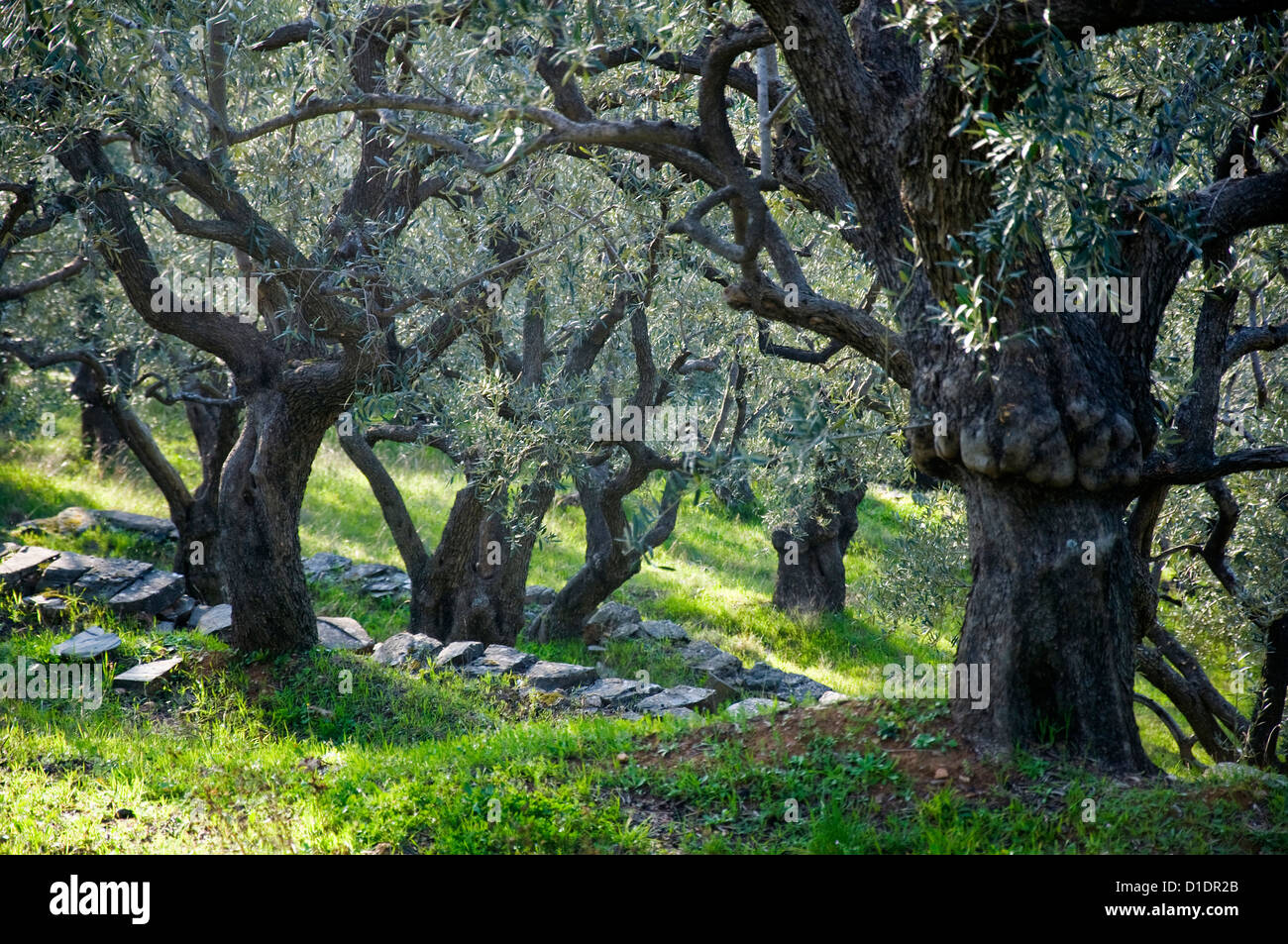 Olive grove greece hires stock photography and images Alamy