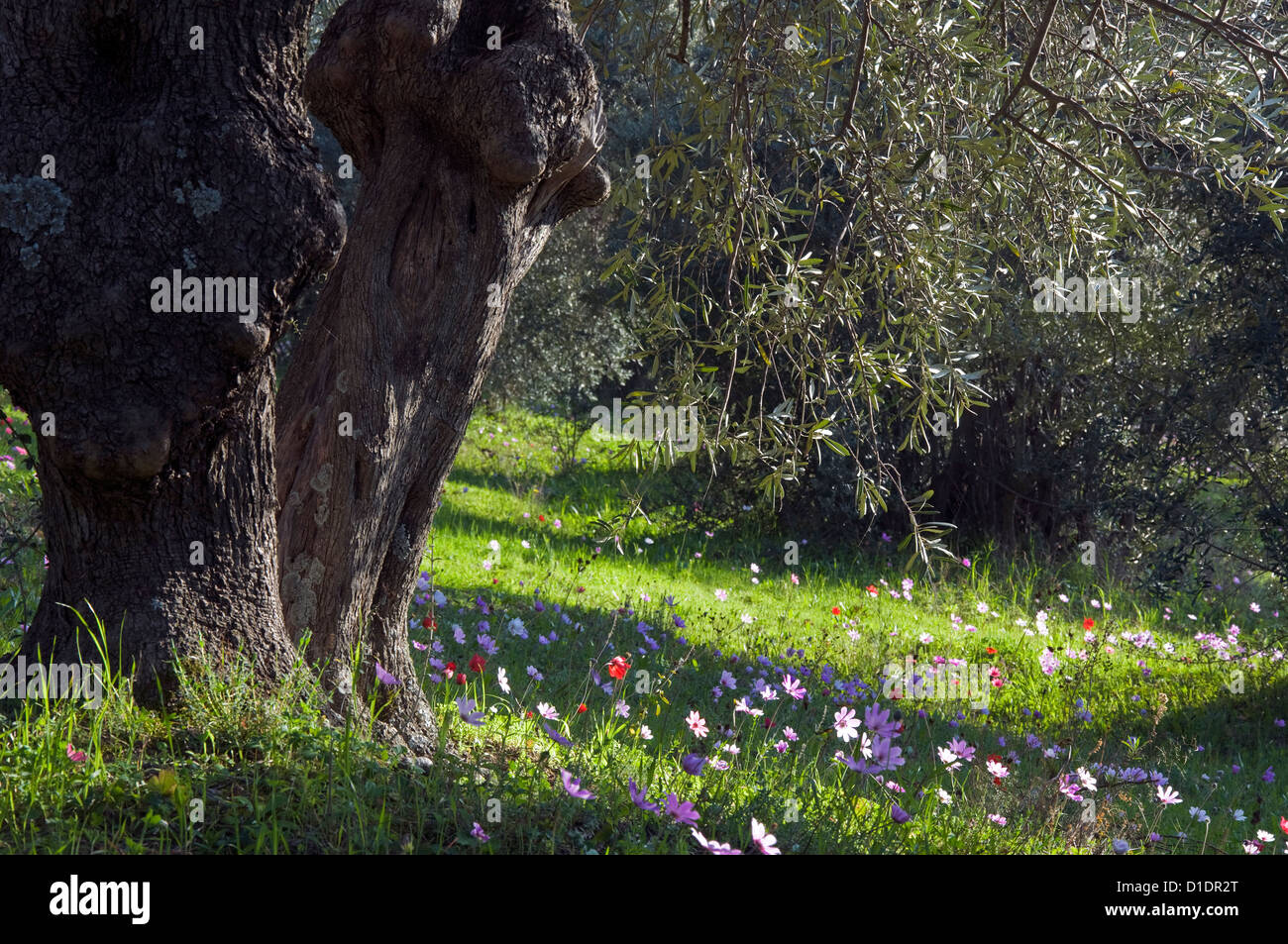 Poppy Anemones (Anemone coronaria) under olive tree Stock Photo