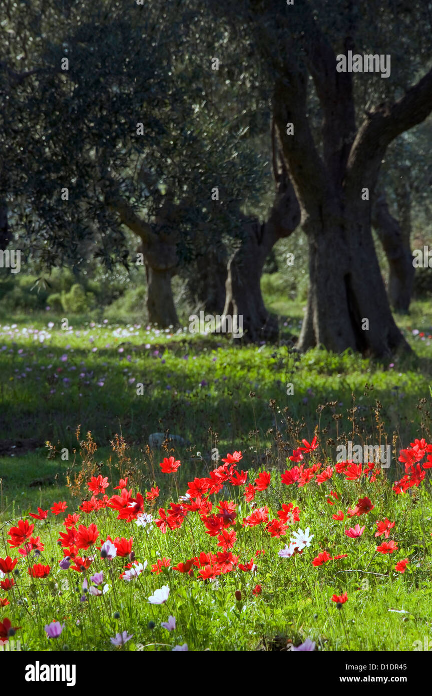 Poppy Anemones (Anemone coronaria) in olive grove Stock Photo