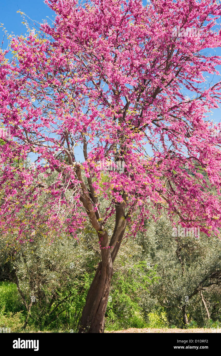 Blossoming Judas tree (Cercis siliquastrum) Stock Photo