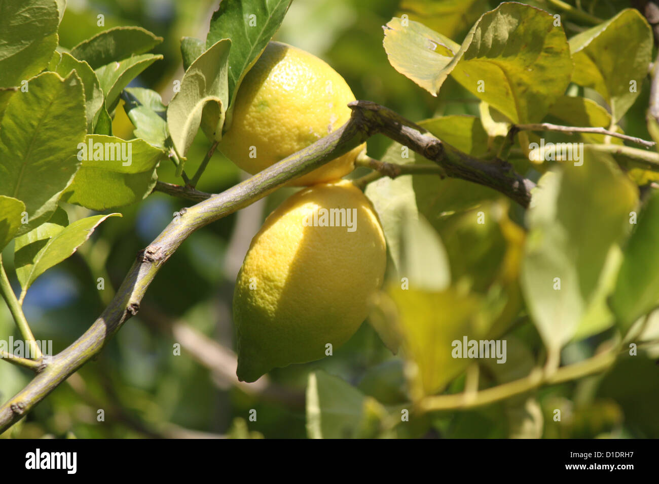 Italian lemons in the sunshine on the Amalfi Coast Stock Photo