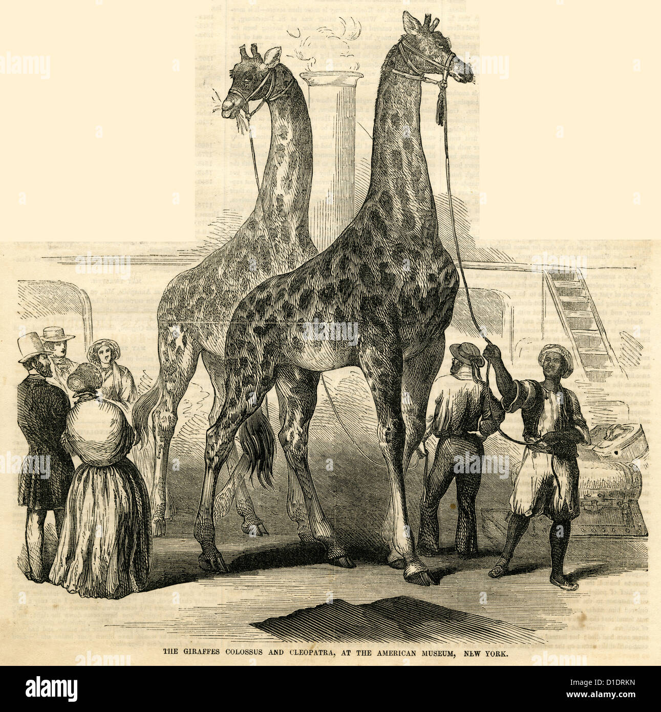 1854 engraving, The Giraffes Colossus and Cleopatra. Stock Photo