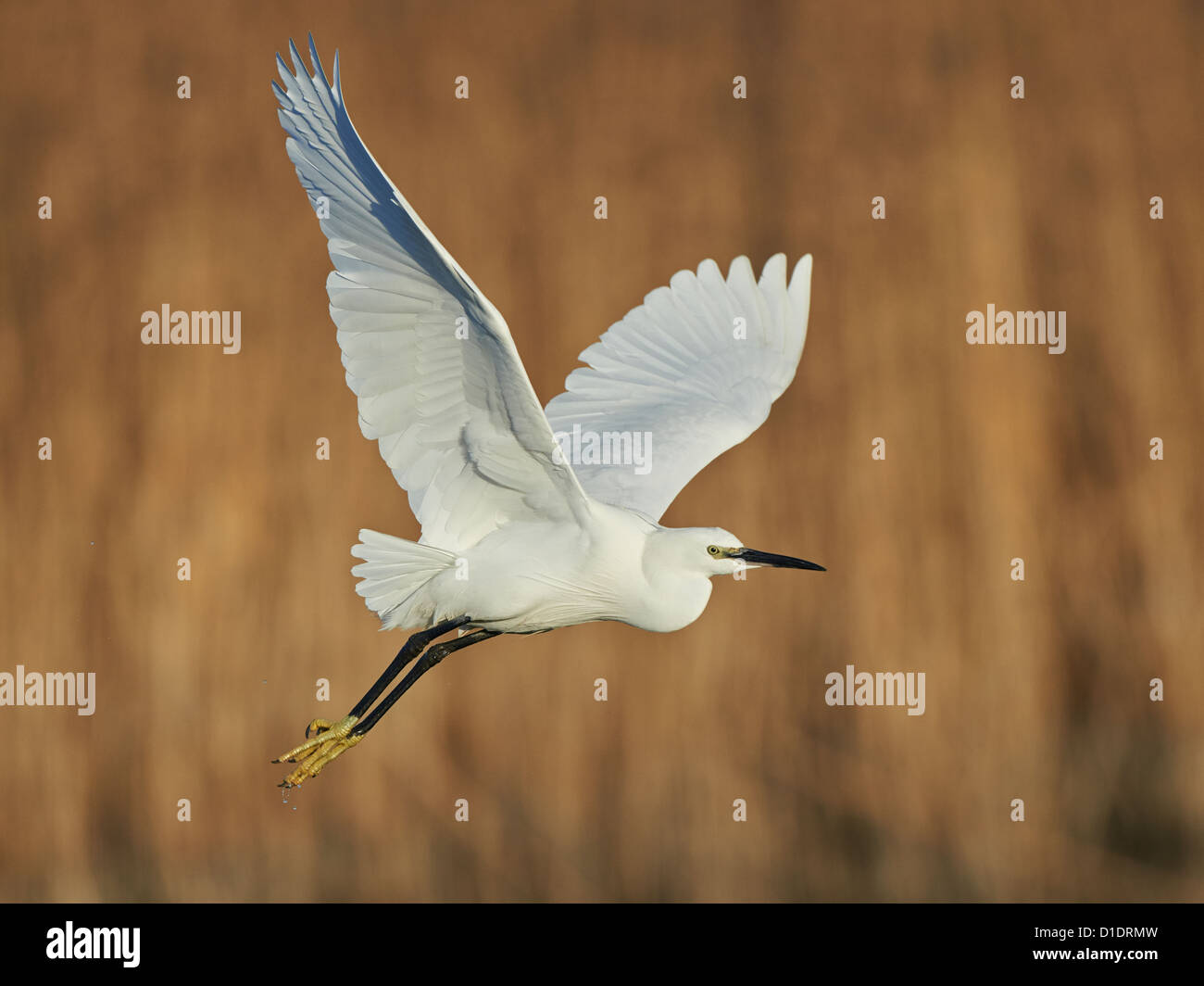 Little Egret in flight Stock Photo