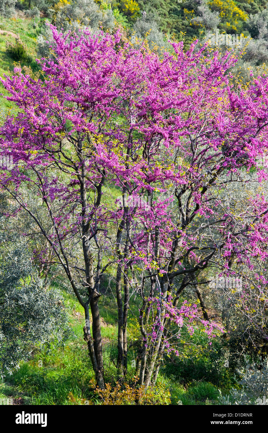 Blossoming Judas tree (Cercis siliquastrum) Stock Photo