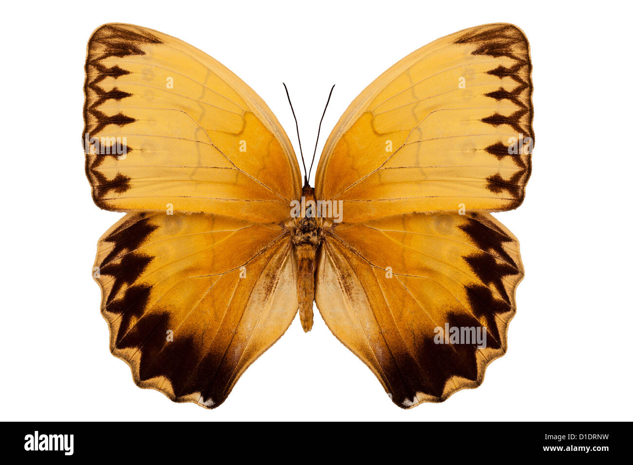 Butterfly species stichophthalma howqua suffusa 'Jungle Queen Butterfly' Stock Photo