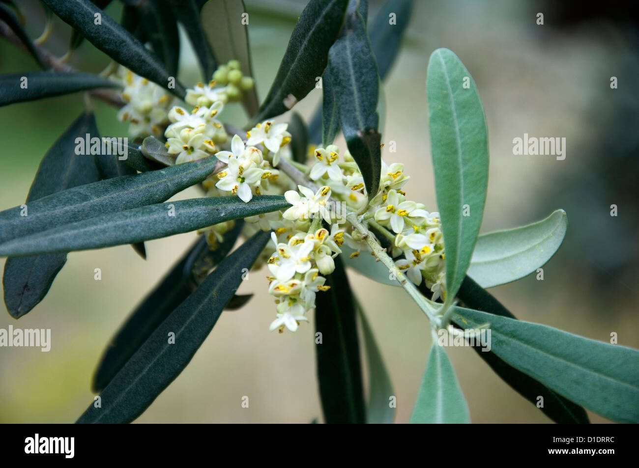 Blossoming branch of an olive tree (Olea europaea) Stock Photo