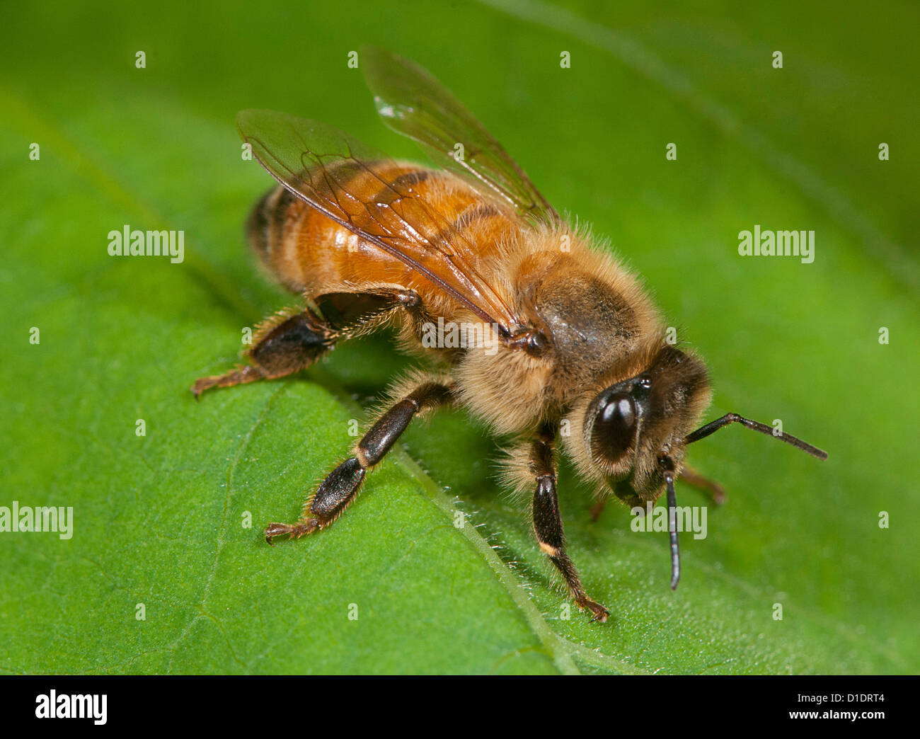 honeybee resting on a leaf Stock Photo