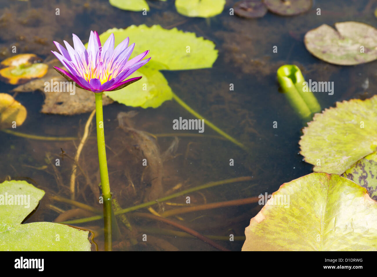 Water Lilies in the Garden of the Royal Palace in Phnom Penh, Cambodia