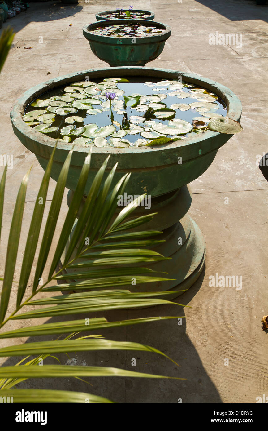 Water Lilies in the Garden of the Royal Palace in Phnom Penh, Cambodia