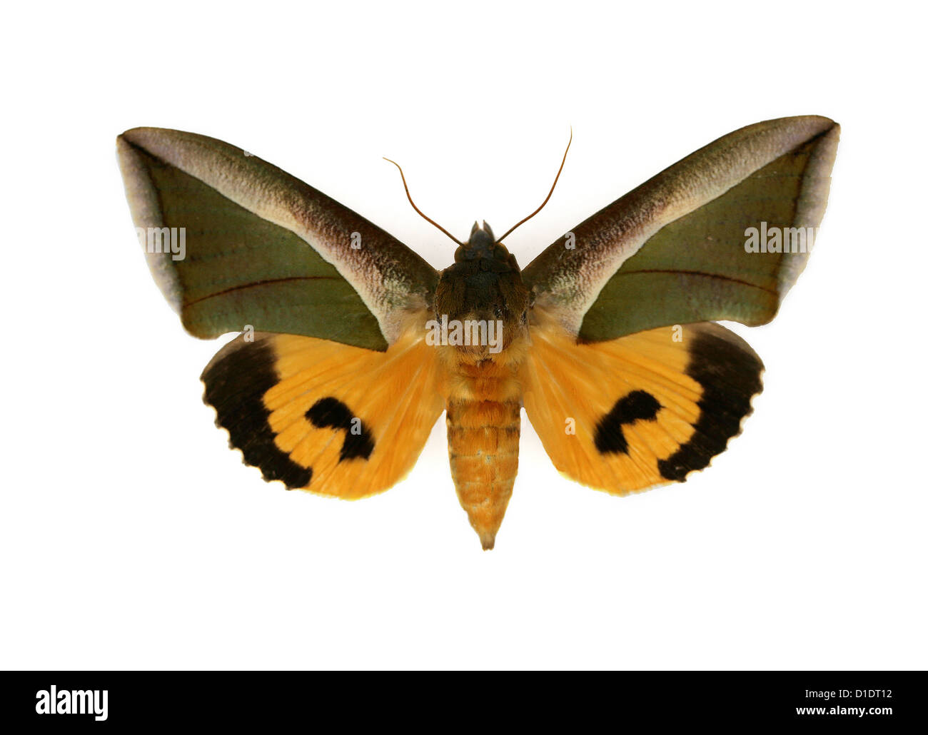 Owlet Moth, Eudocima salaminia, Noctuidae. (Owlet Moths). India, Asia and Australasia. Mounted Specimens. Photo/Cutout. Stock Photo