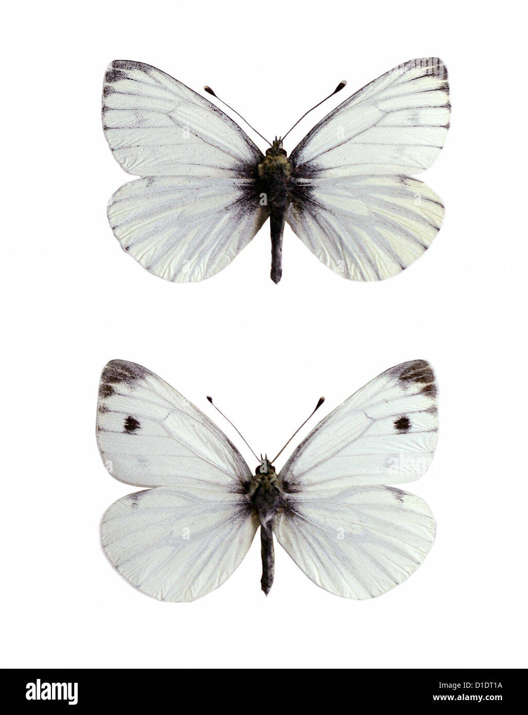 Green-veined White Butterflies, Pieris napi, Pieridae, Lepidoptera. Mounted Specimens. Photo/Cutout. (top) Male, (bottom) Female Stock Photo