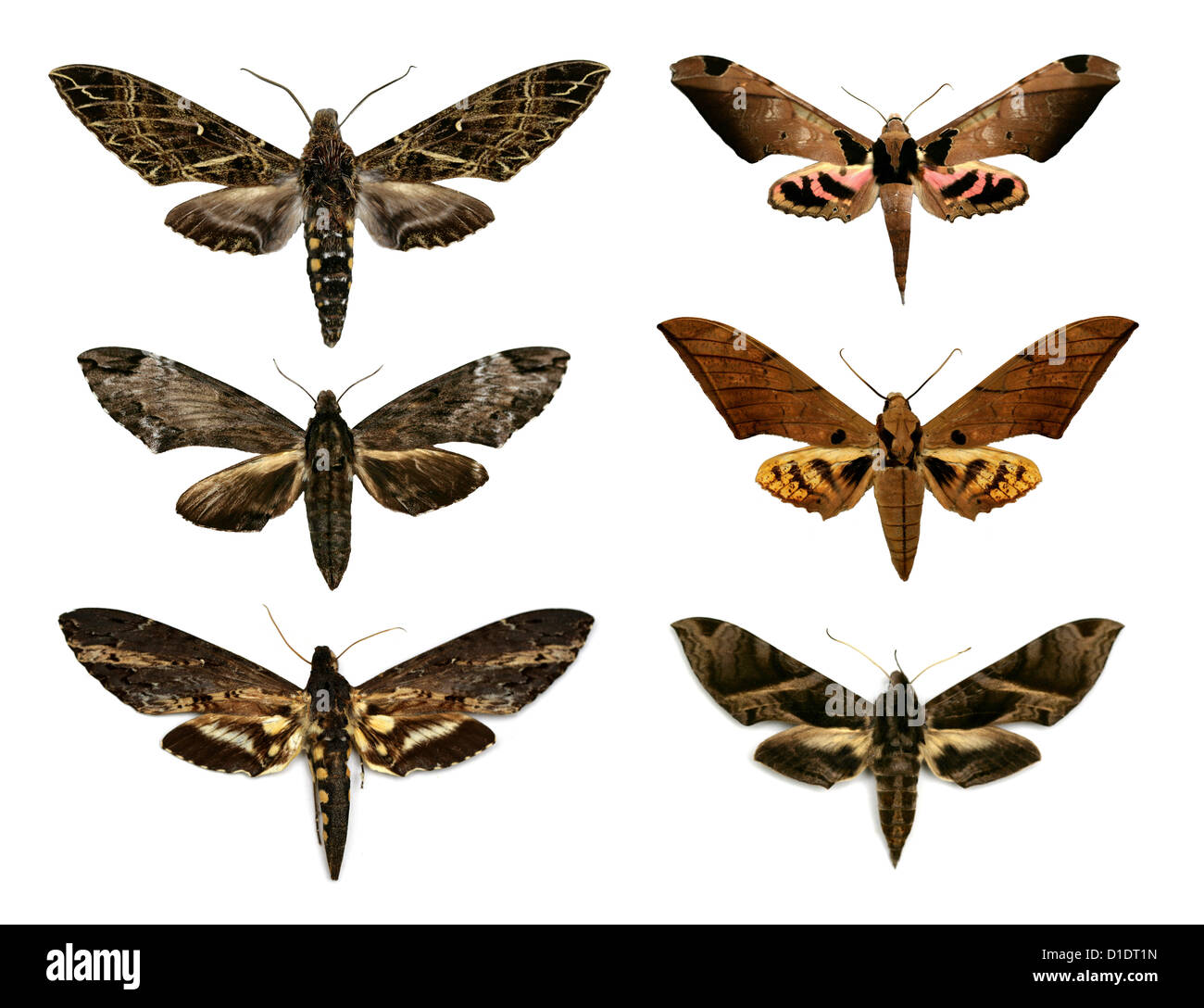 Sphingidae Hawk-moths from Around the World. Mounted Specimens. Photo/Cutout. Stock Photo