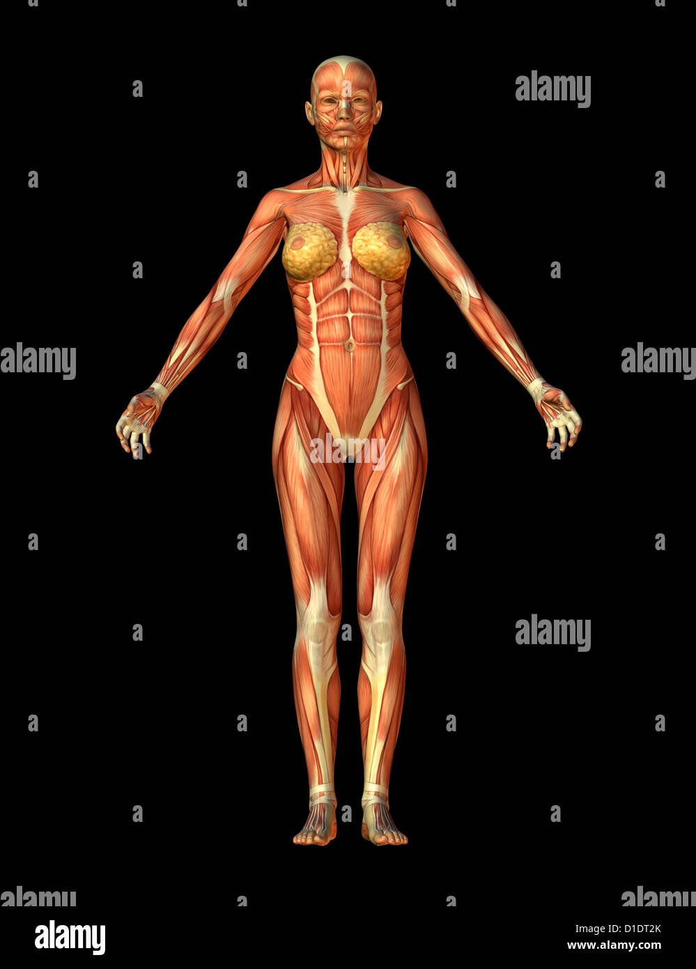 surface muscles of a woman Stock Photo