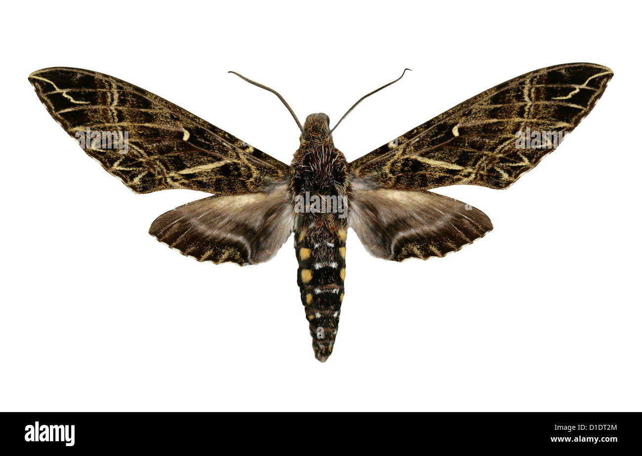 Hawk-moth, Euryglottis aper, Sphingidae. Colombia, Ecuador, Venezuela and Bolivia. Mounted Specimen. Photo/Cutout. Stock Photo