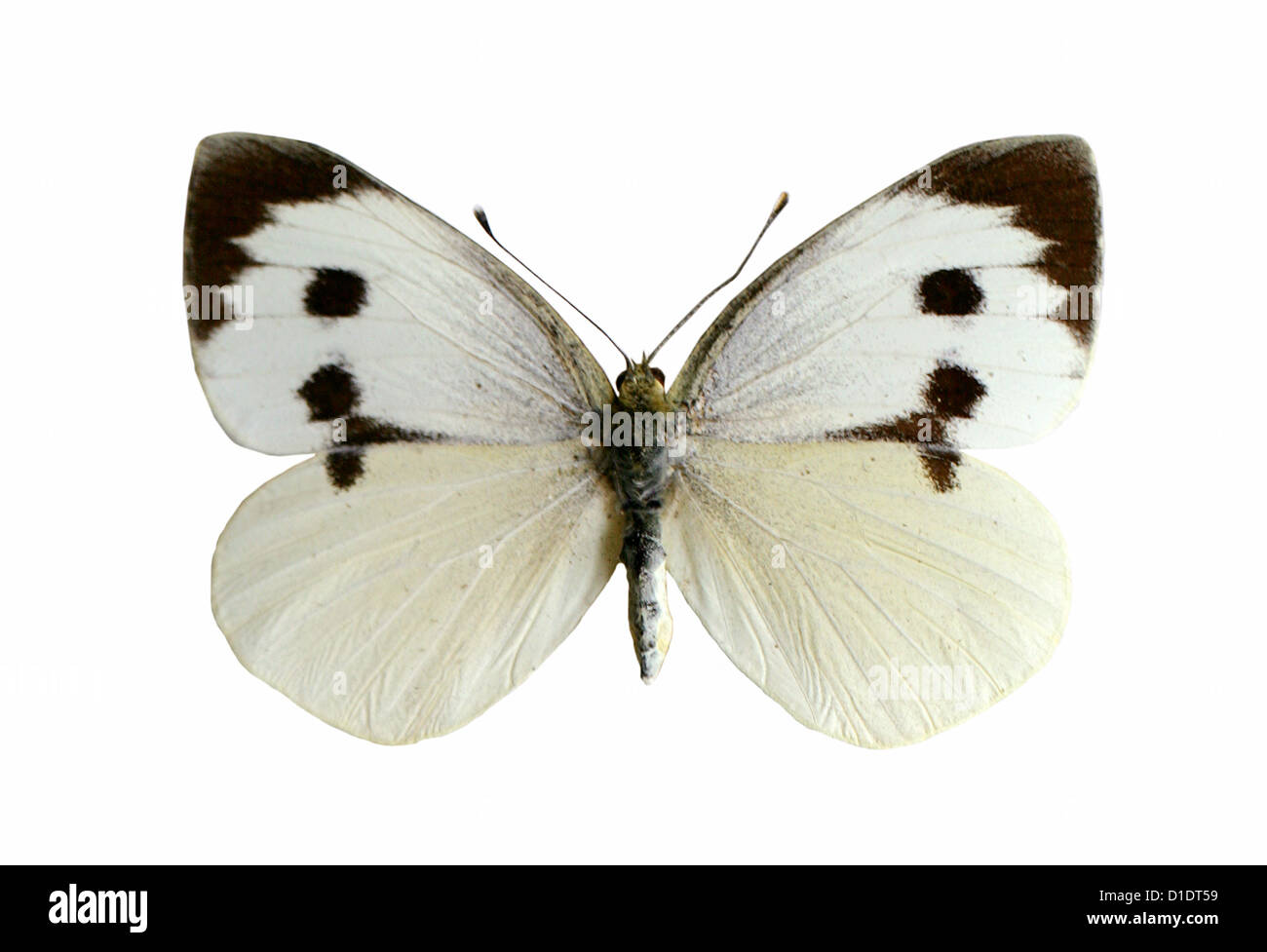 Large White Butterfly (female), Pieris brassicae, Pieridae, Lepidoptera. Mounted Specimen. Photo/Cutout. Stock Photo