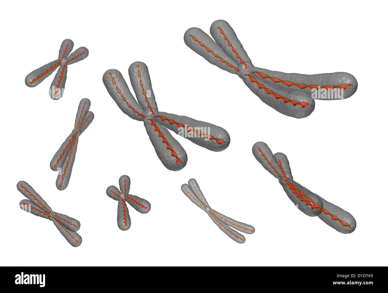 illustration of human chromosome Stock Photo - Alamy