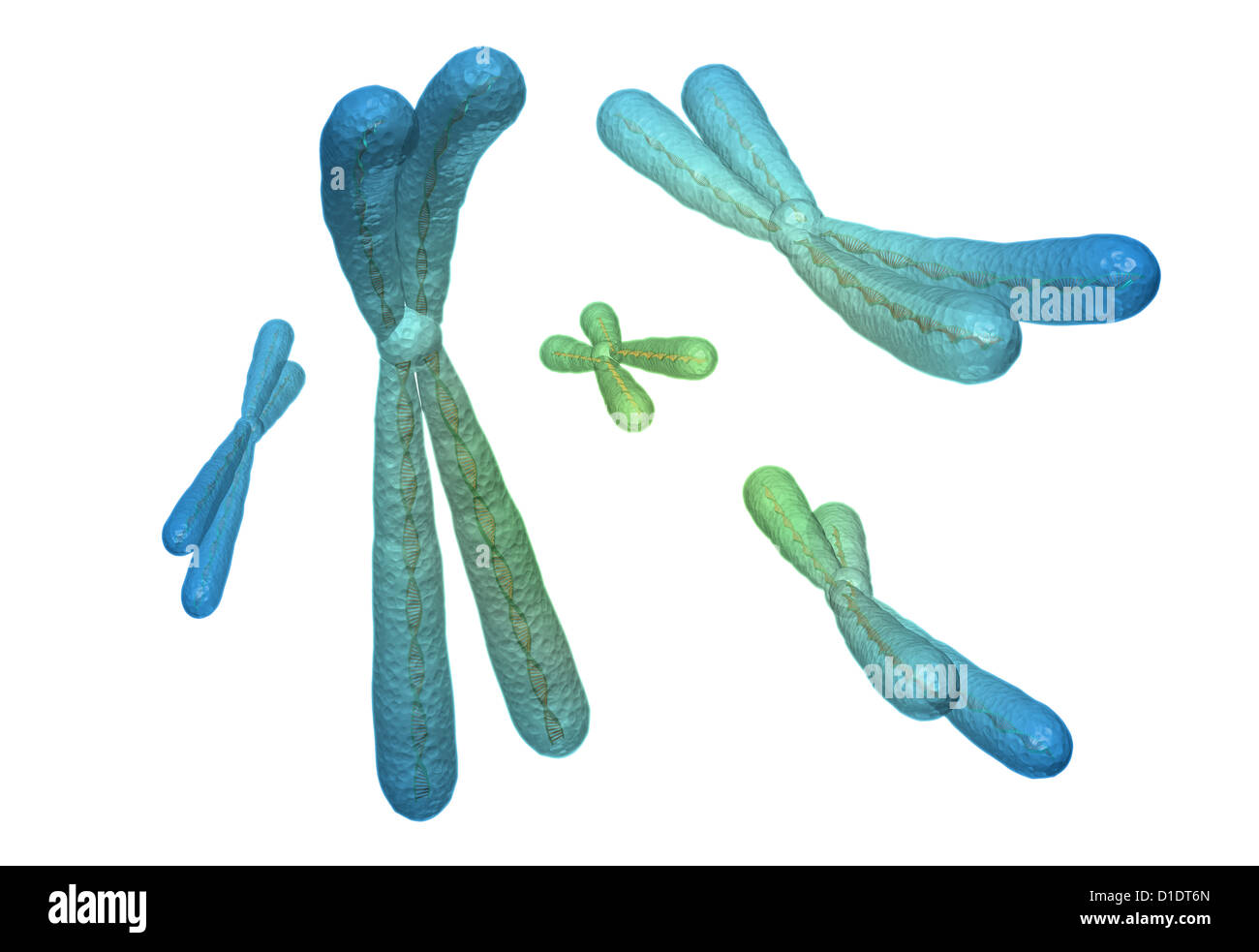 illustration of human chromosome Stock Photo - Alamy