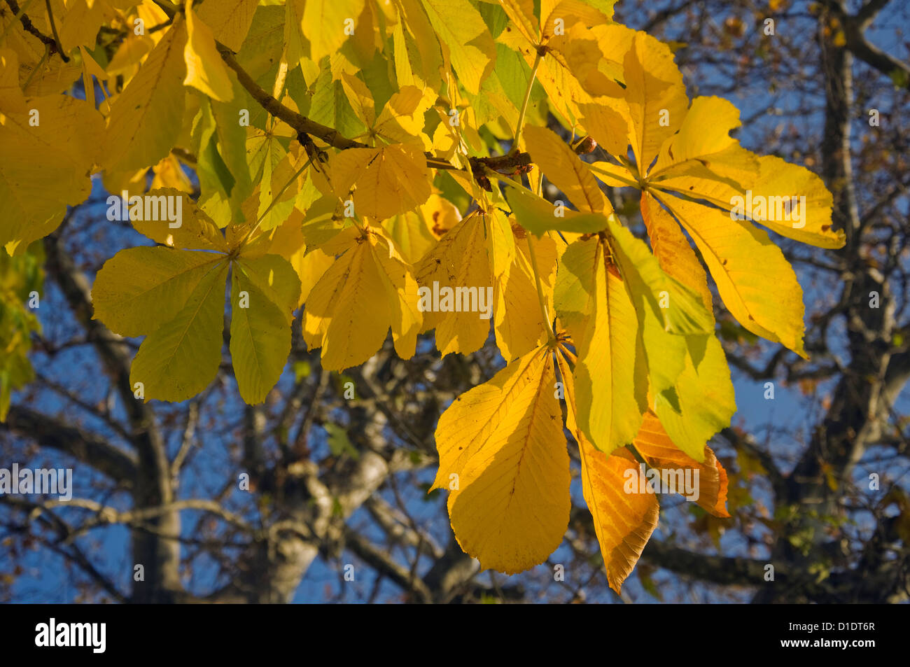 Tree branch structures hi-res stock photography and images - Alamy