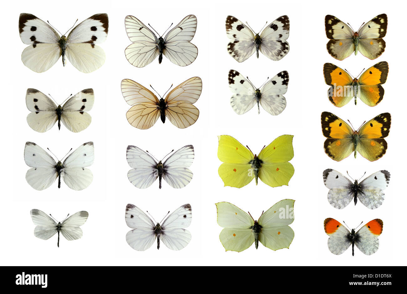 The UK Pieridae Butterfly Family, Lepidoptera. Mounted Specimens. Photo/Cutout. Stock Photo