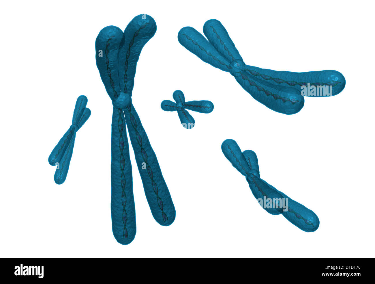 illustration of human chromosome Stock Photo - Alamy