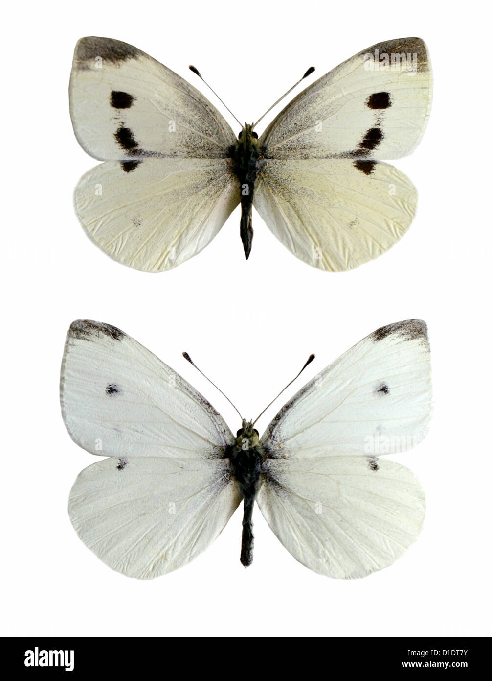 Small White Butterflies, Pieris rapae, Pieridae, Lepidoptera. Mounted Specimens. Photo/Cutout. Female (top), Male (bottom). Stock Photo