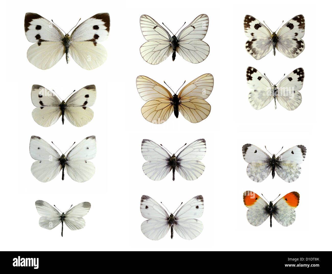 The UK White Butterflies, Pieridae, Lepidoptera. Mounted Specimens. Photo/Cutout. Stock Photo