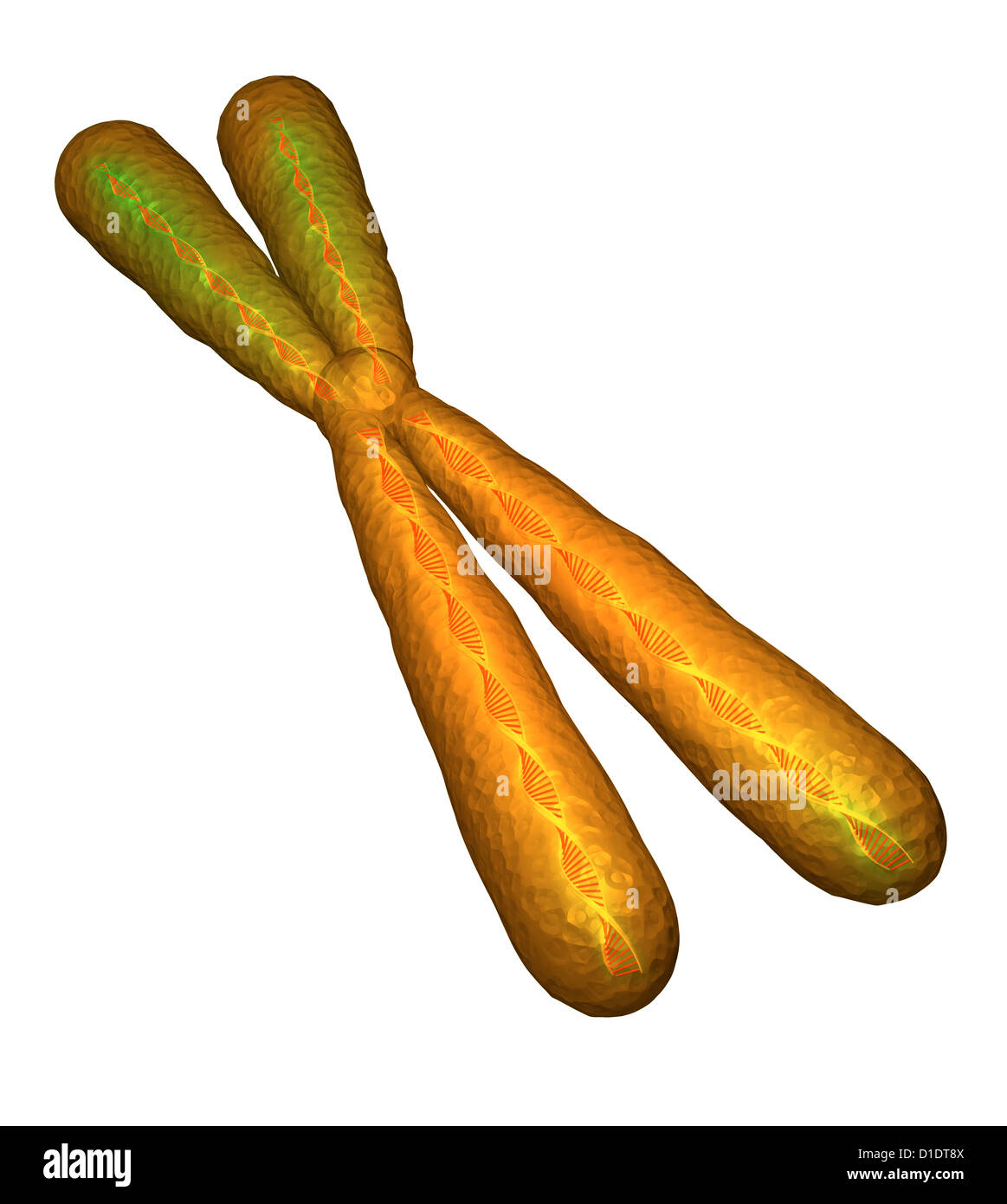 illustration of human chromosome Stock Photo - Alamy